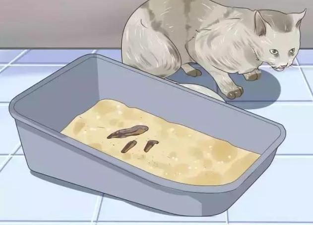 猫咪为什么总在你被子上撒尿？这毛病还能治吗？