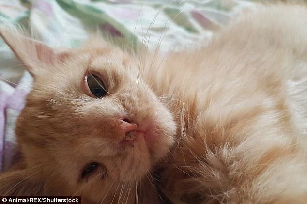 小猫咪写信儿歌怎么教孩子边唱边玩？