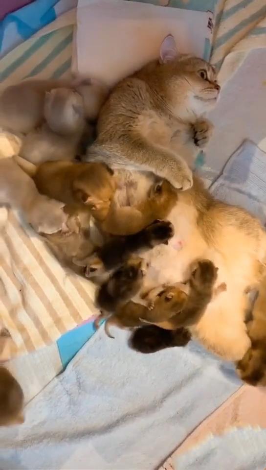 猫咪第一次生娃能生多少只？新手必看指南！