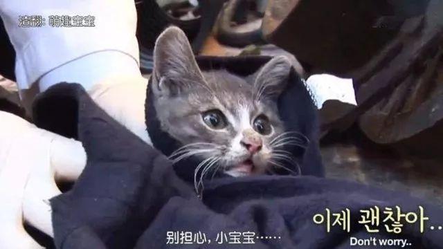 刚出生的小猫怎么养才不会死? 刚出生的小猫怎么养才不会死?