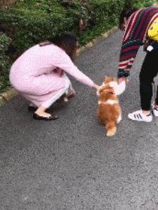 猫咪真的会流眼泪吗？你可能一直误会了！