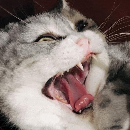 猫咪打完疫苗吐了正常吗? 猫咪打完疫苗吐了正常吗?