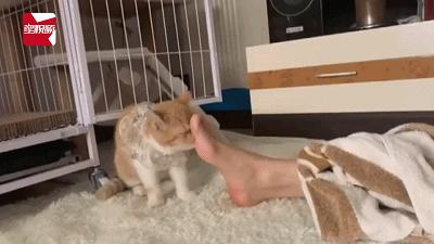 主子天天啃脚丫子?这可能是猫咪得 脚气 了! 主子天天啃脚丫子?这可能是猫咪得 脚气 了!
