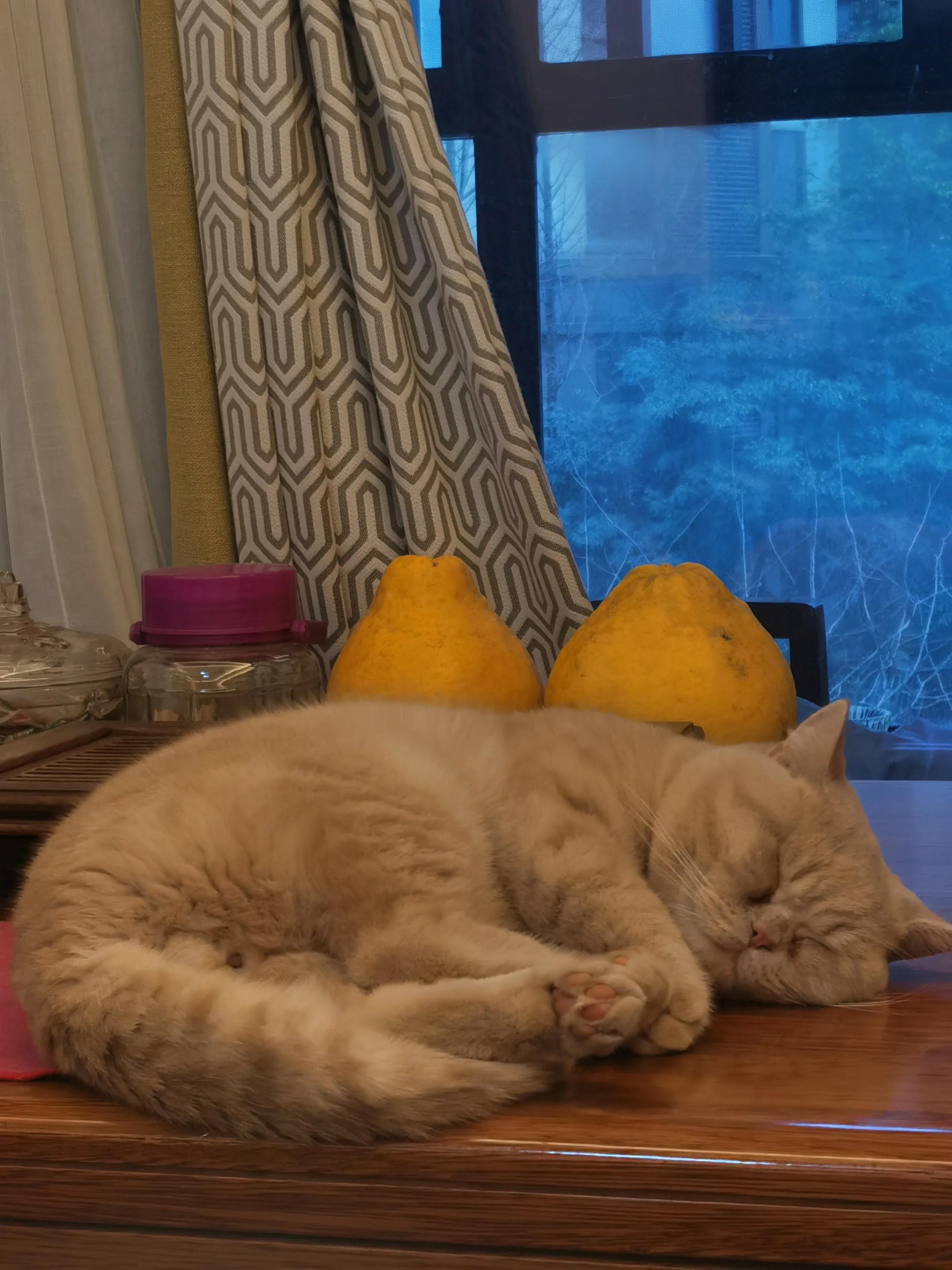 第一次养猫到底要准备多少钱才够? 第一次养猫到底要准备多少钱才够?