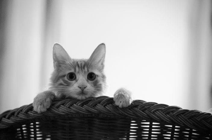 公猫总爱骑在另一只公猫身上是怎么回事？