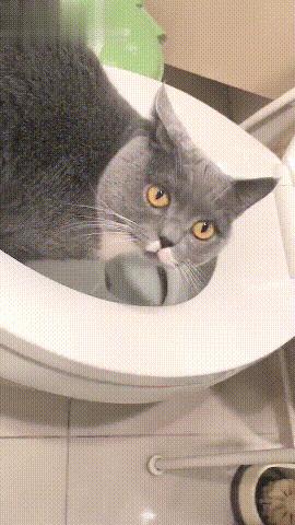 猫咪死活不肯用马桶怎么办? 猫咪死活不肯用马桶怎么办?