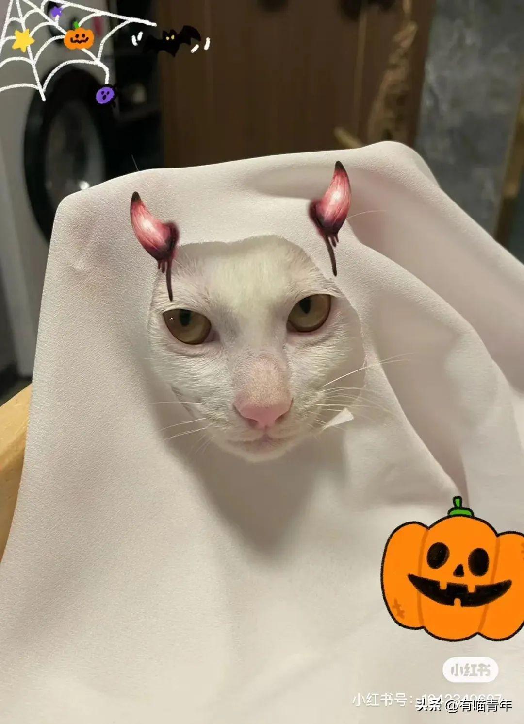 猫咪碰你鼻子是骂人还是示爱? 猫咪碰你鼻子是骂人还是示爱?