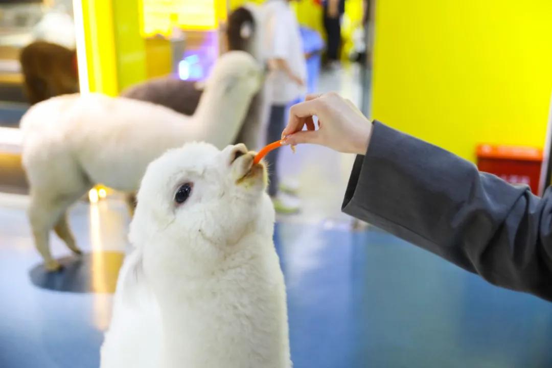 新版猫咪下载真的能一键获取全网资源吗？