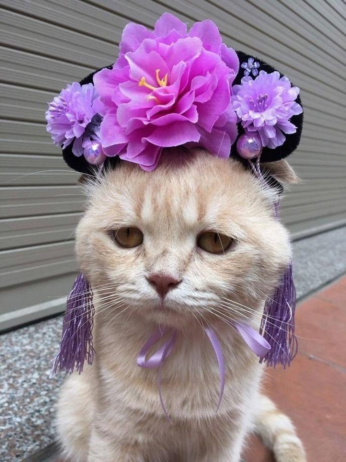 猫咪1024怎么玩才能不被猫主子虐哭？