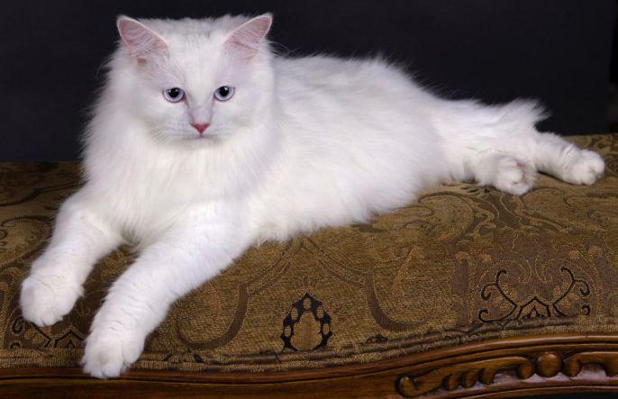 猫咪吐棕色液体是不是要立刻送医? 猫咪吐棕色液体是不是要立刻送医?