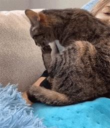 猫咪心跳快得像小马达?这正常吗? 猫咪心跳快得像小马达?这正常吗?