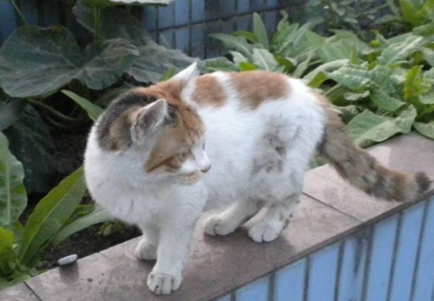 猫咪走丢后还能找回来吗? 猫咪走丢后还能找回来吗?