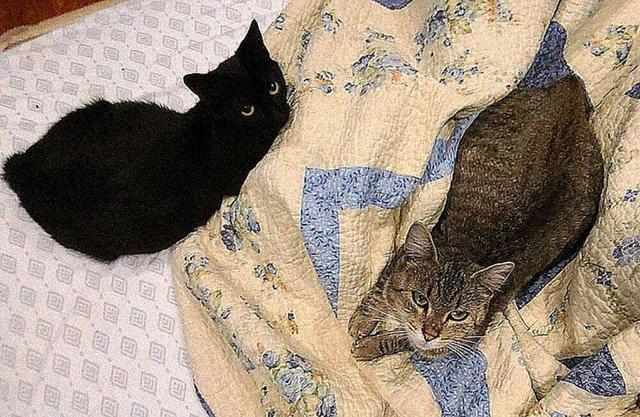 牛津联真的适合新手开档吗? 牛津联真的适合新手开档吗?