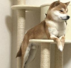 为什么你家猫主子总爱趴你头上睡觉？