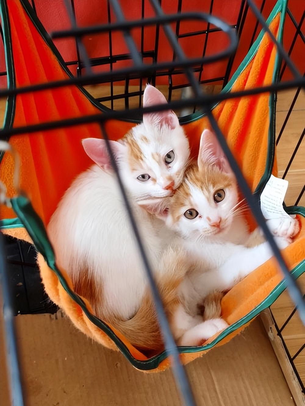 不会养猫的人靠想象能获得真实快乐吗? 不会养猫的人靠想象能获得真实快乐吗?