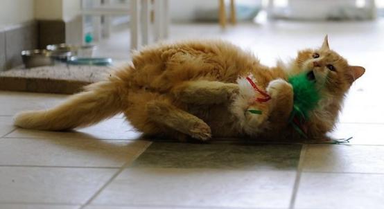 猫咪走丢后还能找回来吗? 猫咪走丢后还能找回来吗?