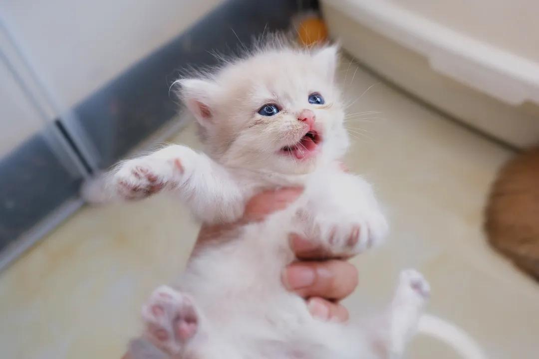 猫咪频繁上厕所却尿不出？当心可能是肾炎在作祟！