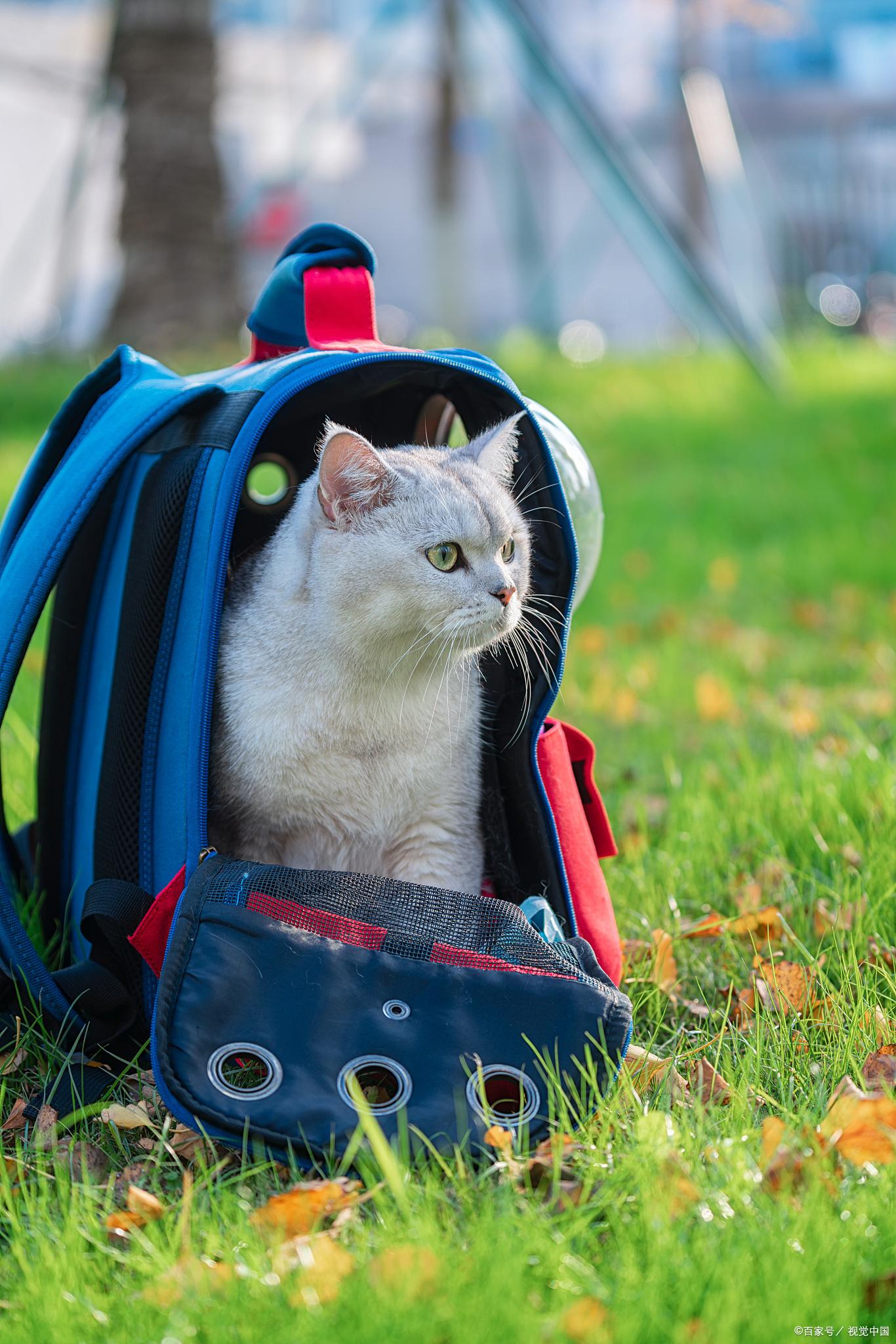 猫咪到底几个月大绝育最合適？