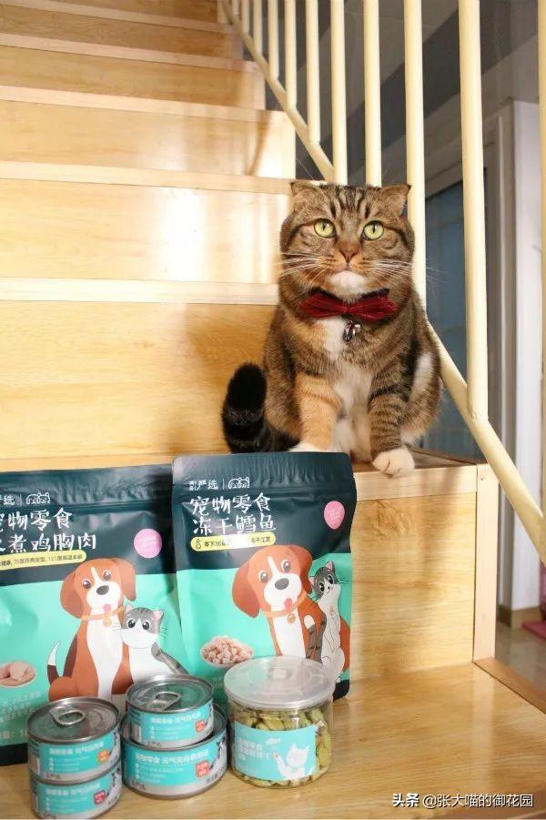 猫咪动态表情到底怎么玩才不翻车? 猫咪动态表情到底怎么玩才不翻车?