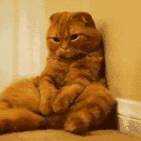 猫咪发情时撅屁股是想交配吗？