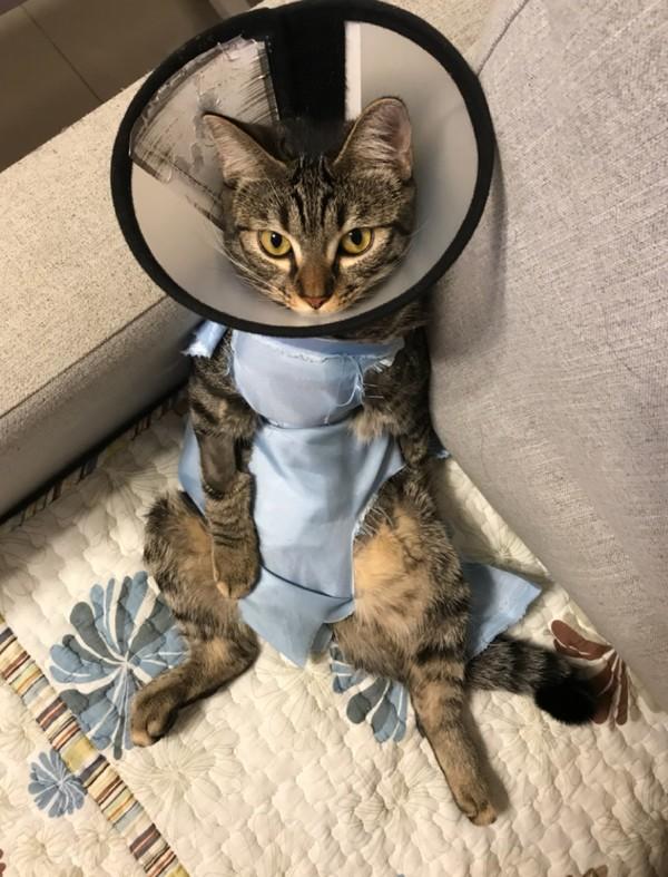 不给猫咪绝育会怎样？