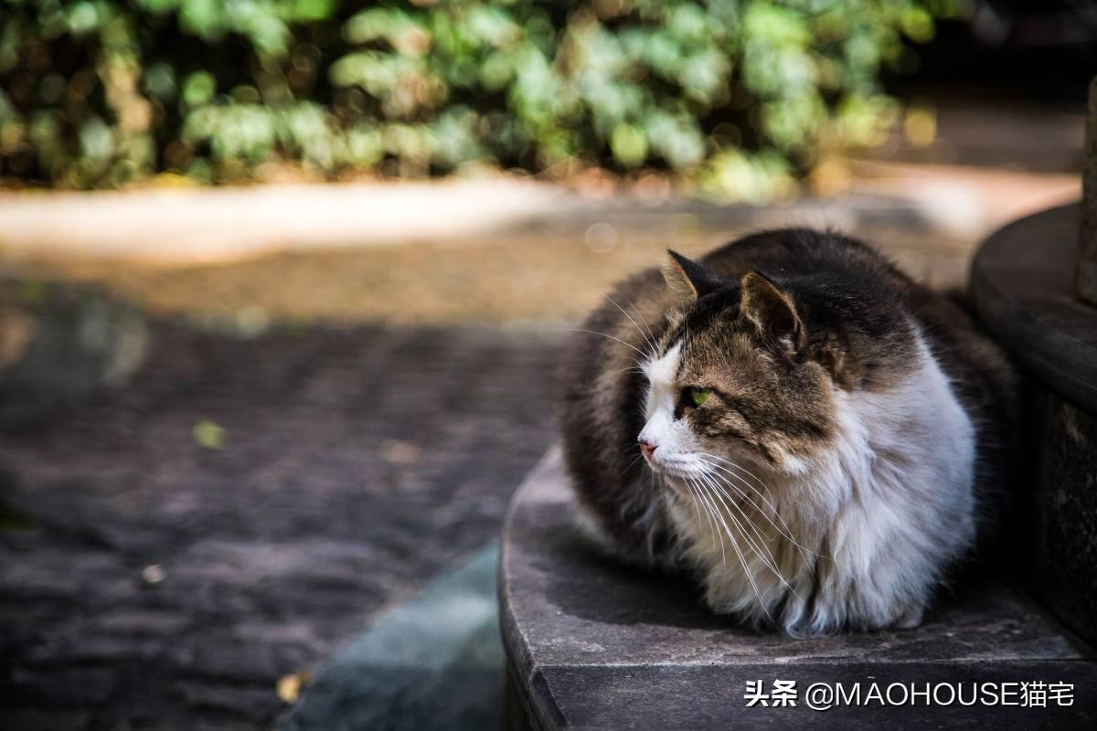 猫咪怀孕几周后能看出明显变化？