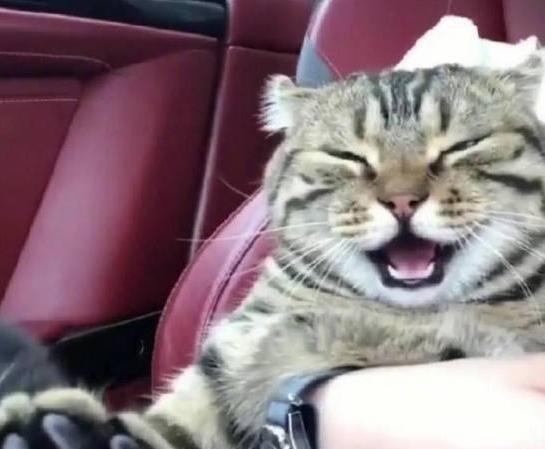 猫咪整天咕噜咕噜是在跟你说话吗？