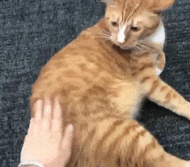 猫咪突然咬人是在说爱你还是讨厌你？