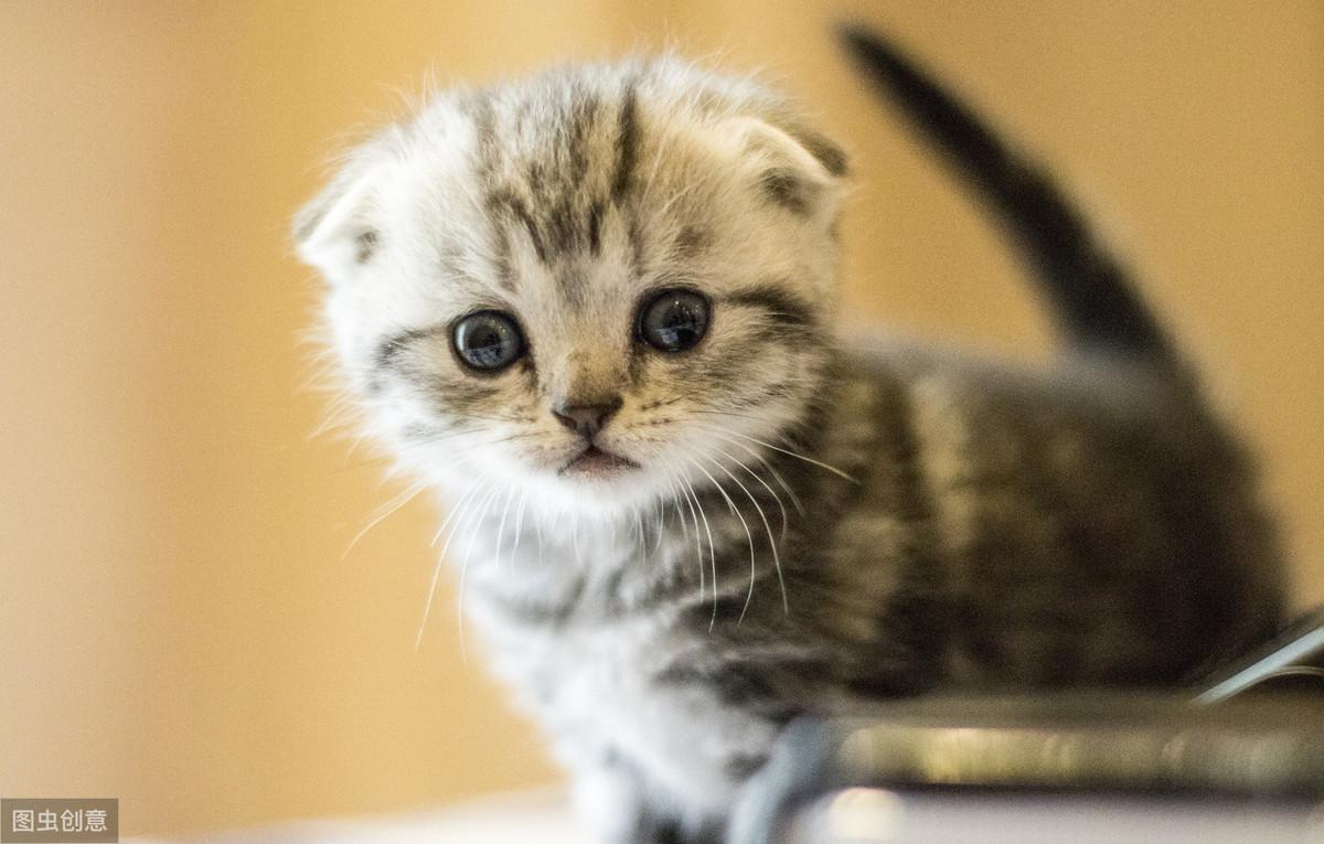 猫咪真的能生啃牛肉吗？