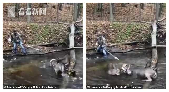 猫咪发情不吃东西会饿死吗？