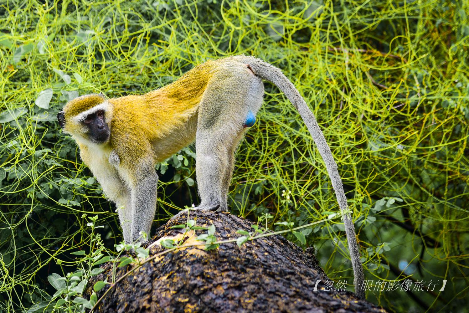越野车冲进泥坑就能当越野王？