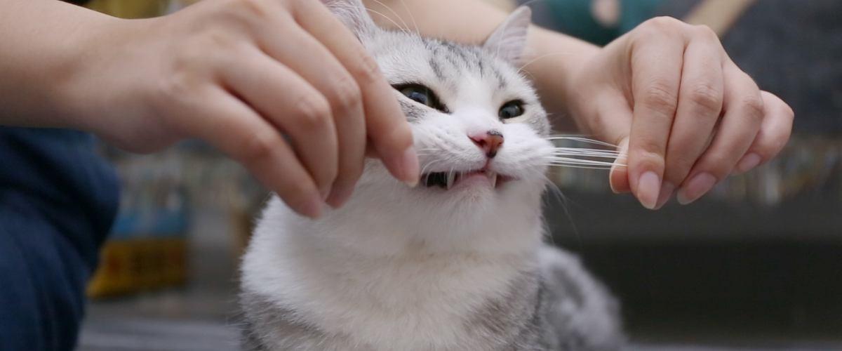 猫咪突然乱尿是故意报复主人吗？