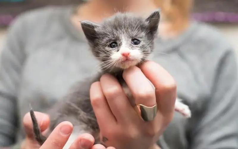 猫咪换牙期会偷偷吃掉乳牙吗? 猫咪换牙期会偷偷吃掉乳牙吗?