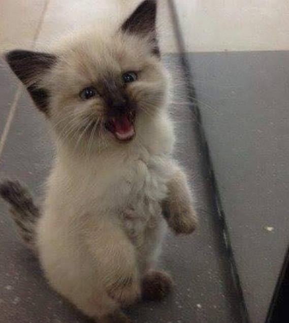 你家猫咪的嘴巴臭到能熏死蟑螂吗？