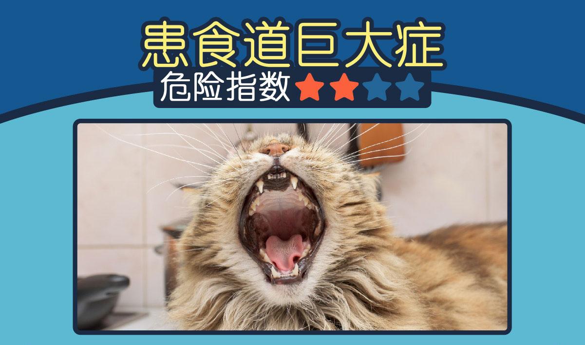 猫咪为什么总吐?新手必看的5个救命知识点! 猫咪为什么总吐?新手必看的5个救命知识点!