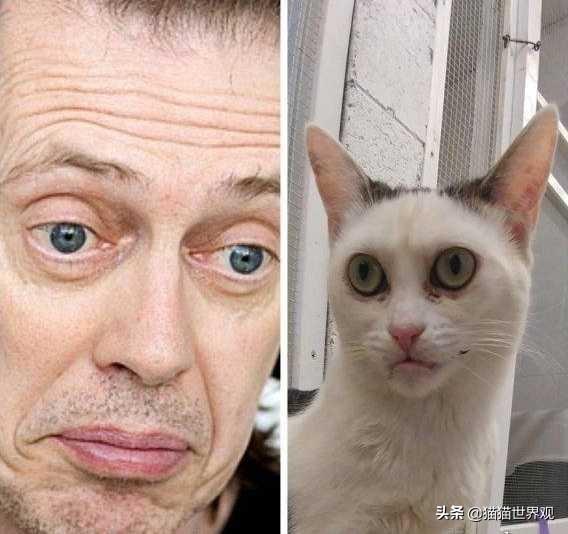 养丑猫真的会后悔一辈子吗？