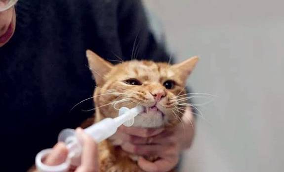 给猫喂药为什么总像打仗？