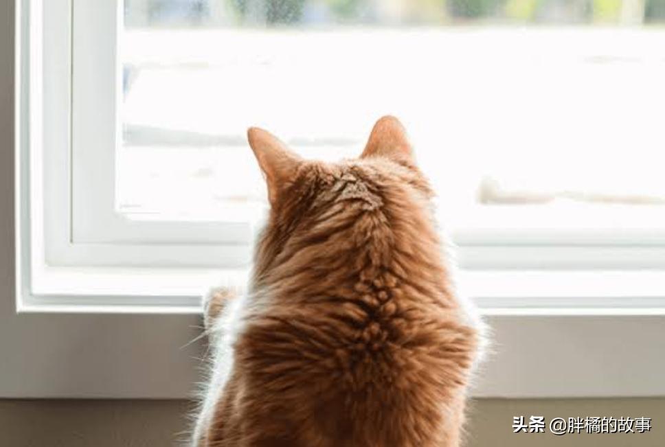 新手养猫到底需要砸多少钱? 新手养猫到底需要砸多少钱?