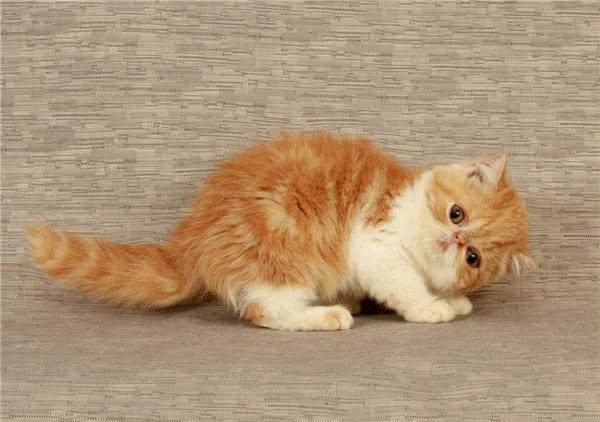 新手如何在昊锐论坛快速找到组织？