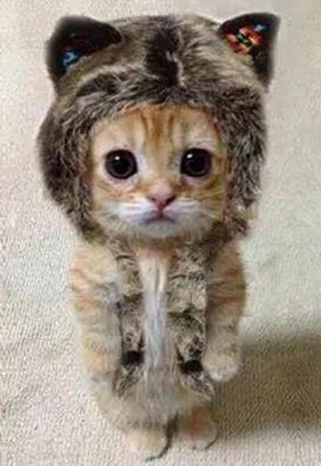 猫咪眼睛流血会死吗？