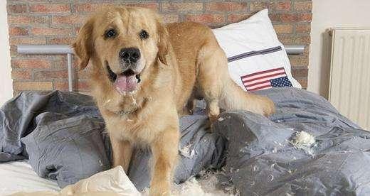 你家小猫最近总咬拖鞋？是不是在换牙期啊？