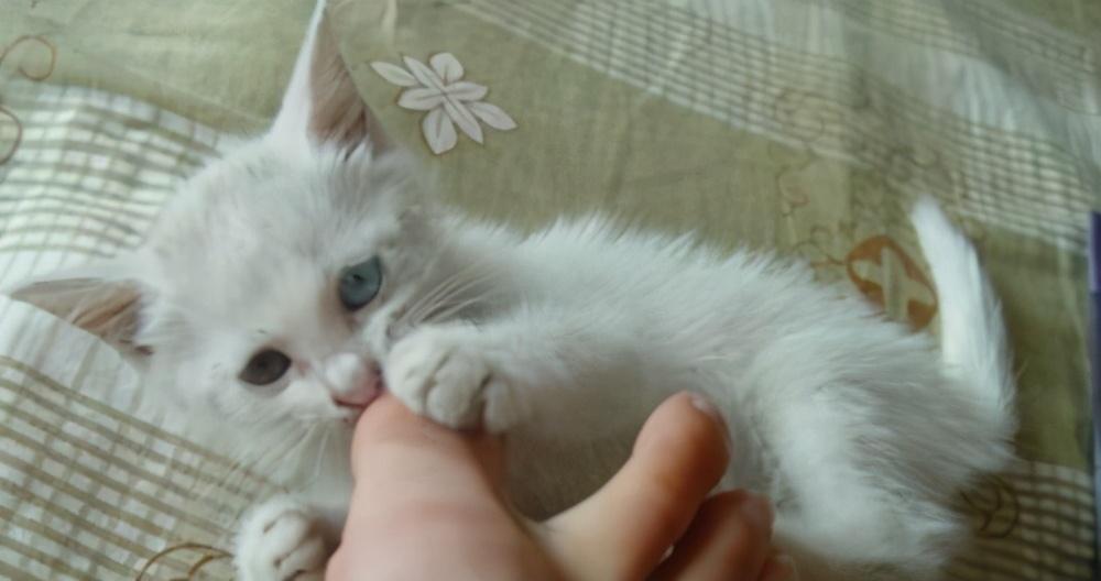 为什么猫咪总爱咬我的手? 为什么猫咪总爱咬我的手?