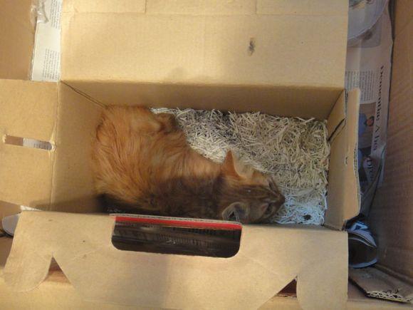 猫咪嗓子哑了能自己买药治吗？