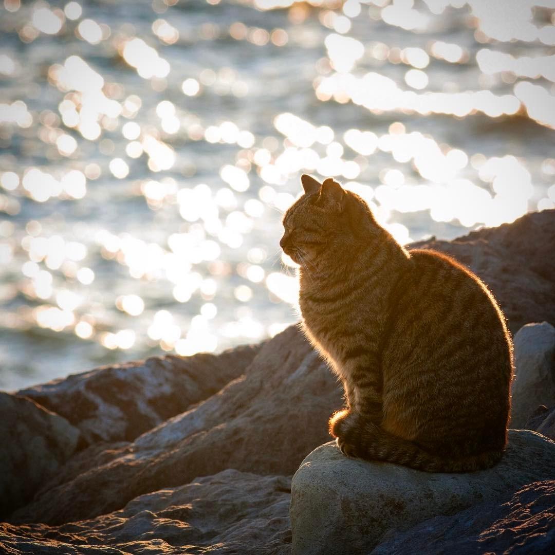 日本猫咪为什么能治愈全世界？