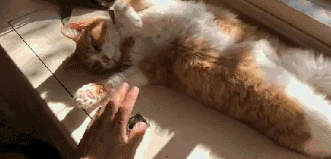 你家猫主子到底在跟你说什么？