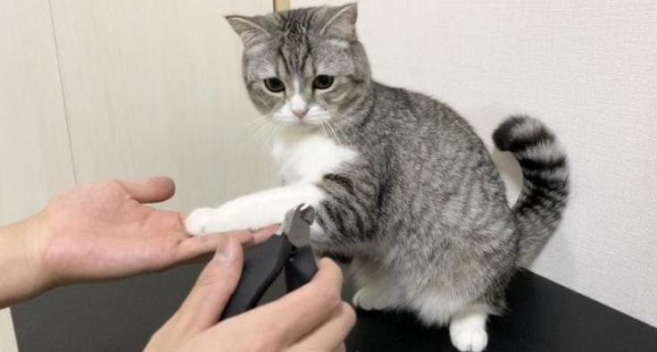 猫咪跑丢了该怎么办? 猫咪跑丢了该怎么办?