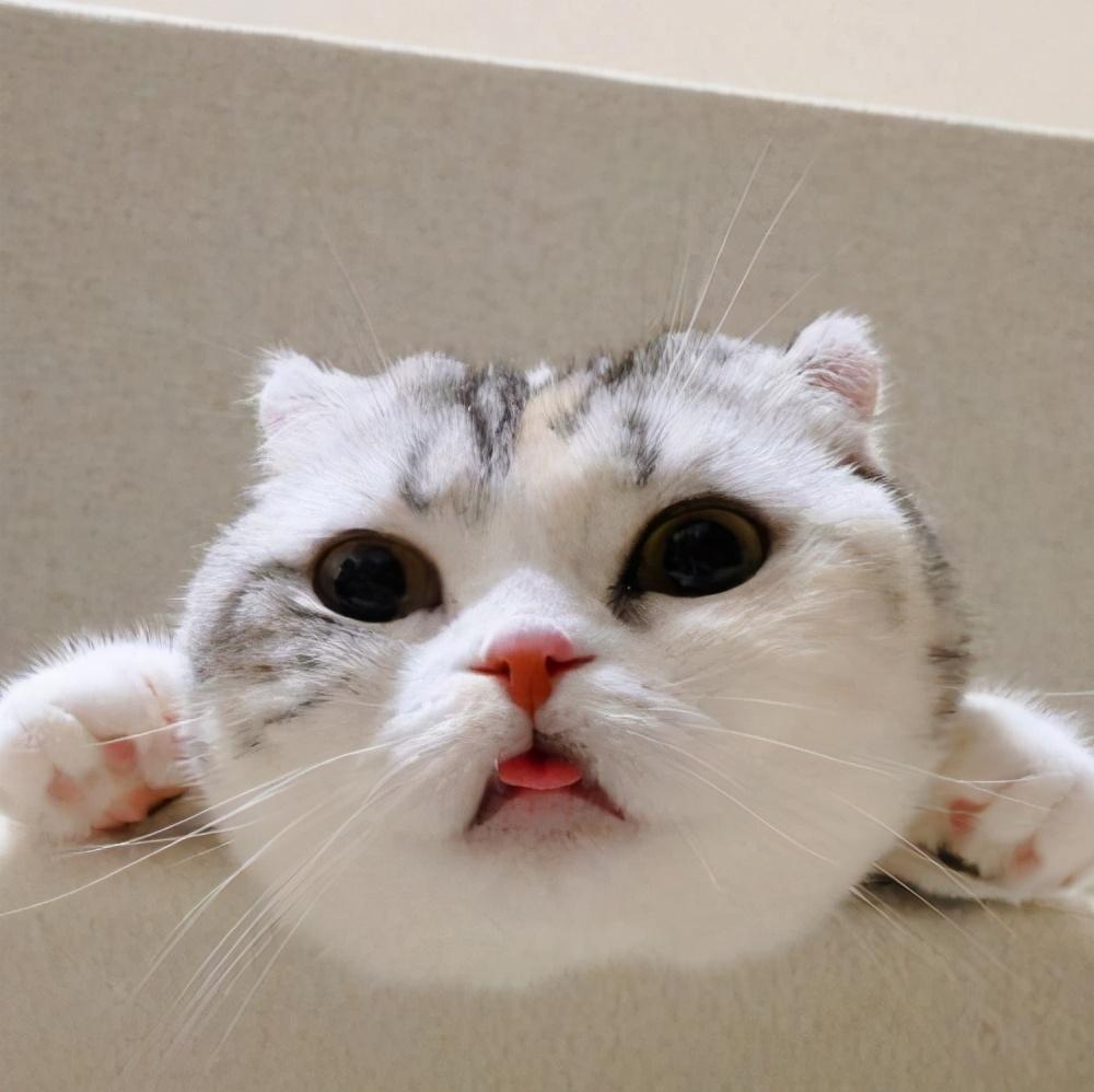 猫咪总吐舌头是生病了吗？