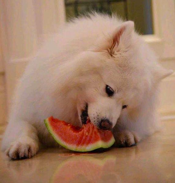 主子偷舔你饭碗的时候，心里到底在想啥？