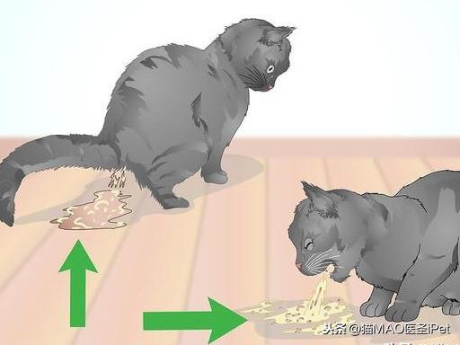 猫咪肚子上那坨晃动的肉究竟是什么？