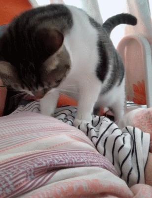 猫咪总舔爪子还掉毛？可能是缺了这种维生素！